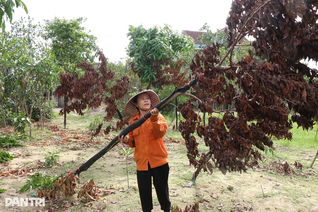 Cây đổ, chết khô sau bão, người trồng cây cảnh lo mất Tết - 1 Cây đổ, chết khô sau bão, người trồng cây cảnh lo mất Tết - 1