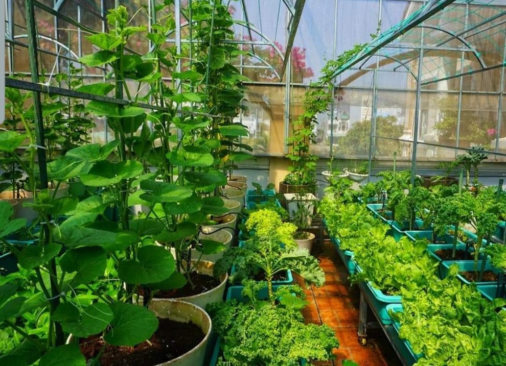 Vườn rau trái sum suê, thu hoạch mỏi tay của  nữ gia chủ ở Quy Nhơn - 9