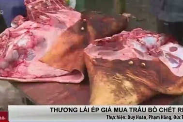 Xót xa cảnh thương lái ép giá trâu, bò chết rét của người dân