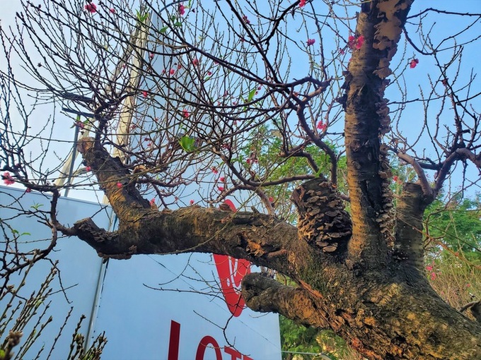 100 triệu đồng thuê đào rừng cổ thụ độc nhất Hà Nội chơi Tết - Ảnh 8. 100 triệu đồng thuê đào rừng cổ thụ độc nhất Hà Nội chơi Tết - Ảnh 8.