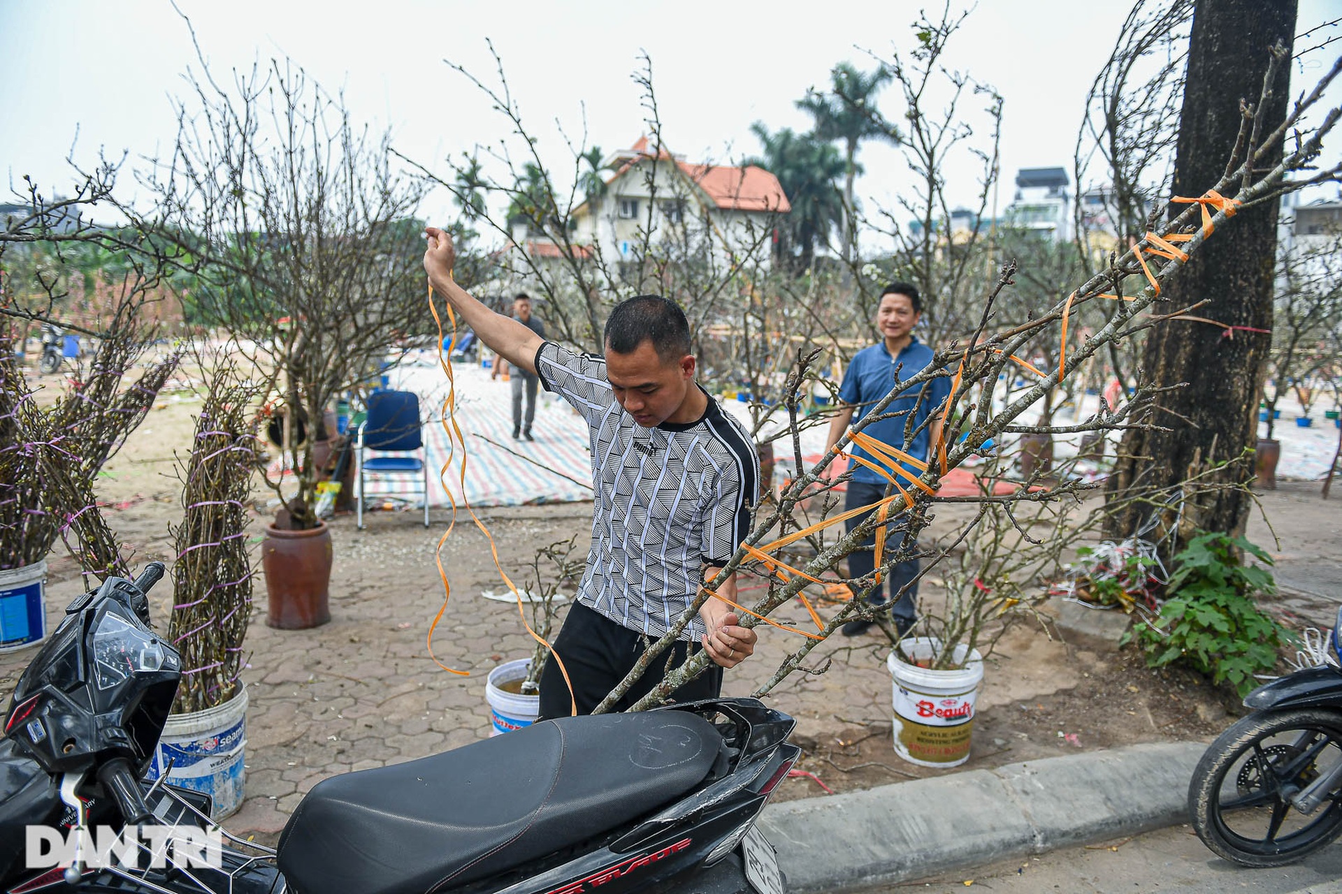 Đào phai, mai tàn, người Hà Nội chi tiền triệu mua lê rừng sau Tết - 7 Đào phai, mai tàn, người Hà Nội chi tiền triệu mua lê rừng sau Tết - 7
