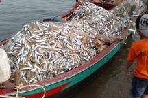 Trúng mẻ cá "khủng" 100 tấn ngày đầu năm, thu về gần 6 tỷ đồng