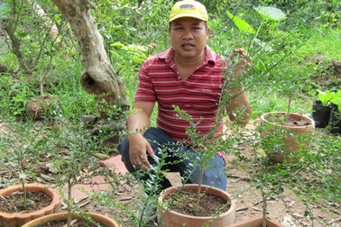Kỹ sư về trồng chanh móng tay, nhánh bé tý bán 350 ngàn