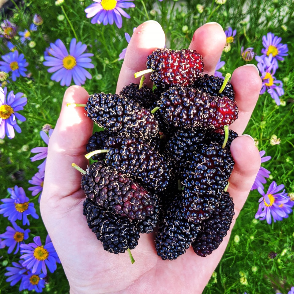 Thích mê khu vườn nhỏ đủ loại cây trái của cặp đôi yêu nhau 16 năm - 3