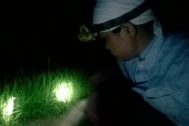 Nông dân Hà Nội nửa đêm rủ nhau xuống đồng nhổ mạ