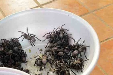 Đi chợ côn trùng, ăn thịt nhện ở xứ chùa Tháp 