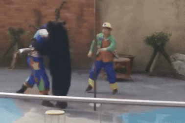 Gấu tấn công nghệ sĩ xiếc khi đang biểu diễn