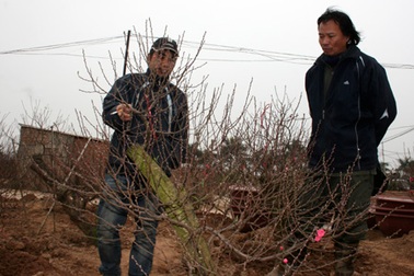 Đào Nhật Tân “méo mặt”, quất Tứ Liên “cười tươi”