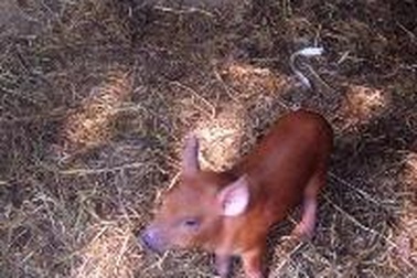 Xôn xao chuyện heo mẹ đẻ ra heo… vàng