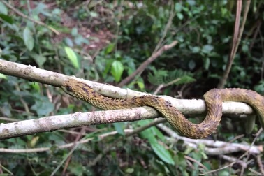 Cận cảnh lục vảy lá, loài rắn với lớp vảy sần sùi