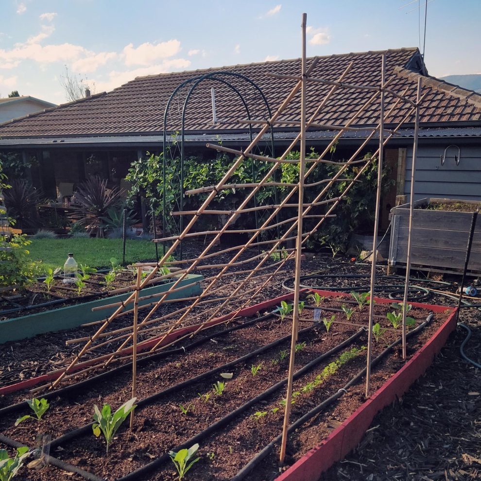 Muốn tự cung tự cấp thực phẩm, người đàn ông làm khu vườn rau, trái sum suê - 3