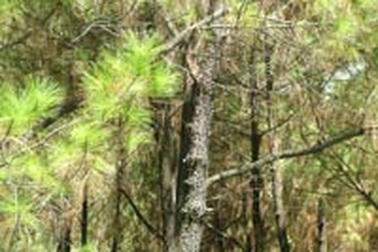 Sâu róm tàn phá, nhiều chủ rừng lao đao