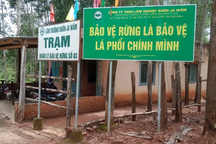 Nhân viên bảo vệ rừng bị đánh hội đồng, bắt quỳ gối mới tha