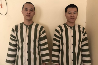 Chạy ô tô vào trang trại cướp gần 100 con heo