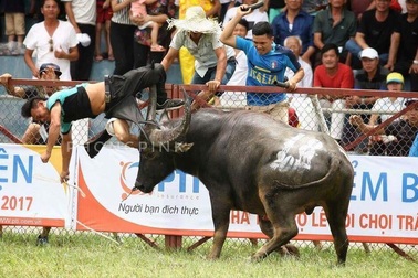 Chọi trâu Đồ Sơn chỉ là trò chơi kích thích sự hiếu kỳ của con người?