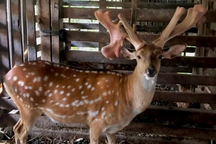 Chú hươu liên tiếp mọc "sừng vàng", trả giá nửa tỷ đồng chủ không bán