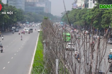 Nắng nóng thiêu đốt hàng trăm cây phong "sống như chết khô"
