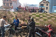 Cuối năm, thợ chở đào quất "đút túi" bạc triệu mỗi ngày