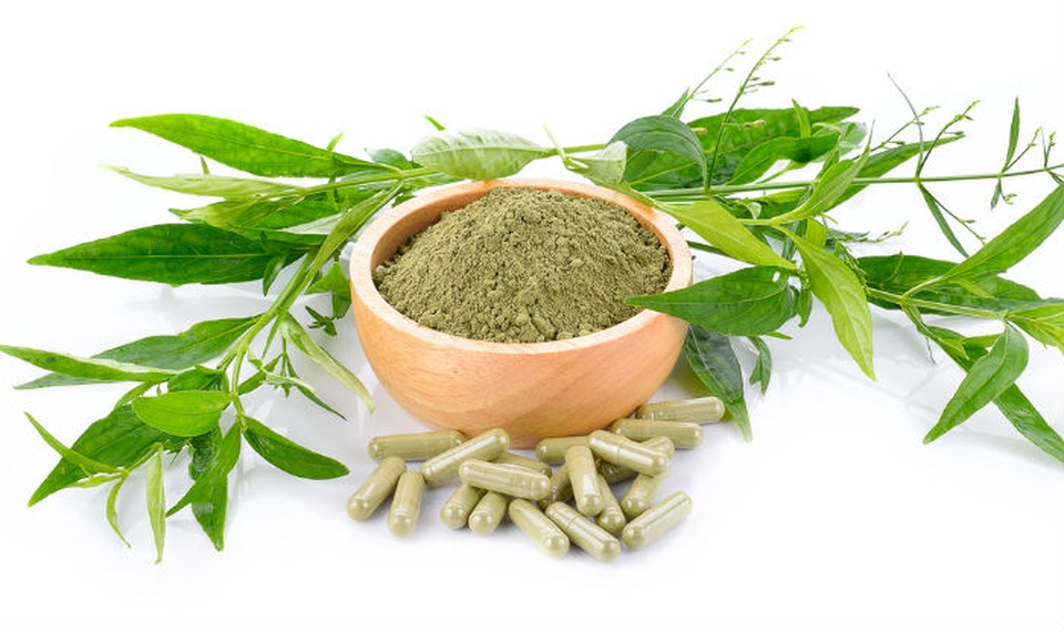 Chuyên gia y học cổ truyền làm sáng tỏ công dụng chữa bệnh của thảo dược Xuyên tâm liên - 3 Chuyên gia y học cổ truyền làm sáng tỏ công dụng chữa bệnh của thảo dược Xuyên tâm liên - 3