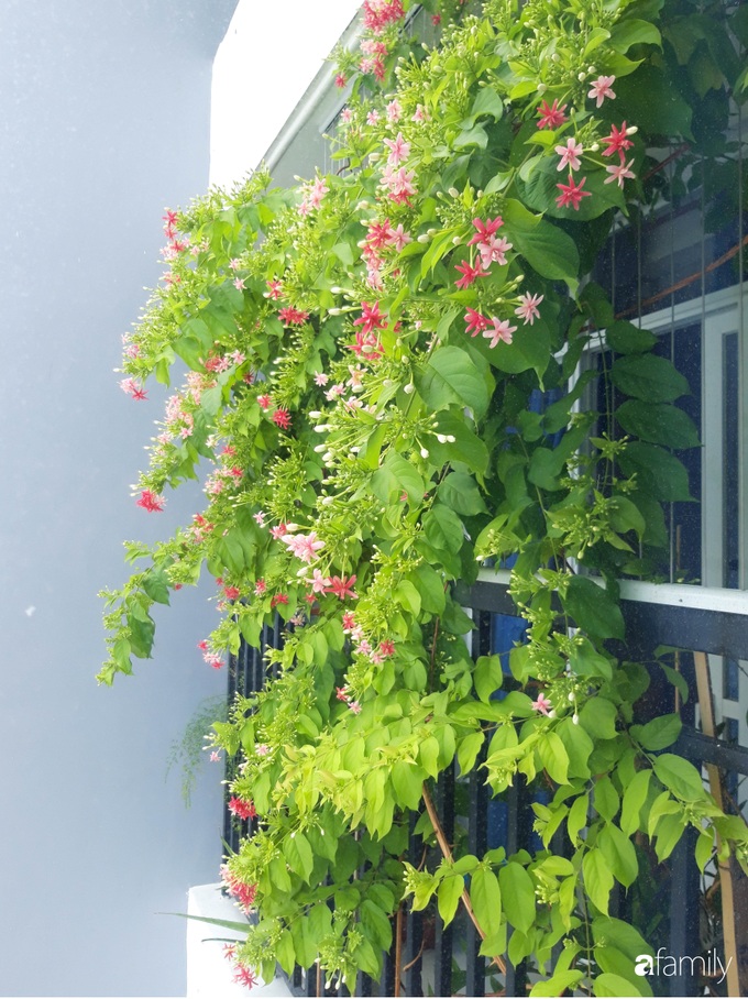 Ban công hướng Tây phủ kín hoa sử quân tử trong nháy mắt nhờ "chiêu" chăm sóc đơn giản của mẹ trẻ ở Sài Gòn - Ảnh 10. Ban công hướng Tây phủ kín hoa sử quân tử trong nháy mắt nhờ "chiêu" chăm sóc đơn giản của mẹ trẻ ở Sài Gòn - Ảnh 10.