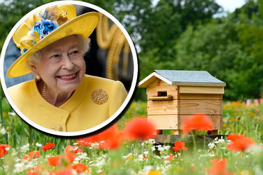 Chuyện về bầy ong được nuôi trong lâu đài Buckingham