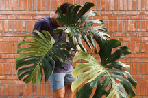 Xin tiền vợ mua lá kiểng độc lạ 25 triệu đồng/lá, chăm cây như con