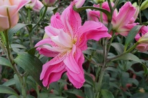 Ly kép siêu “độc” hàng thử nghiệm, vừa mang xuống chợ đã hết hàng