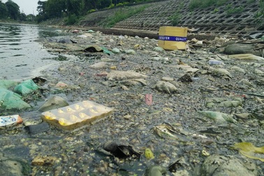 Hà Nội: Hồ Đền Lừ tràn ngập rác thải và xác cá