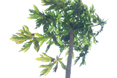 Kỳ lạ cây đu đủ cao bằng tòa nhà 2 tầng