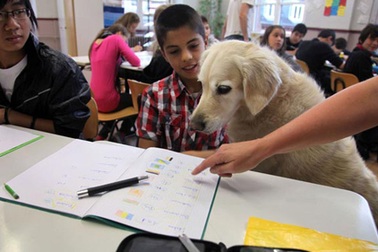 Đức: Cún vào lớp cùng học sinh