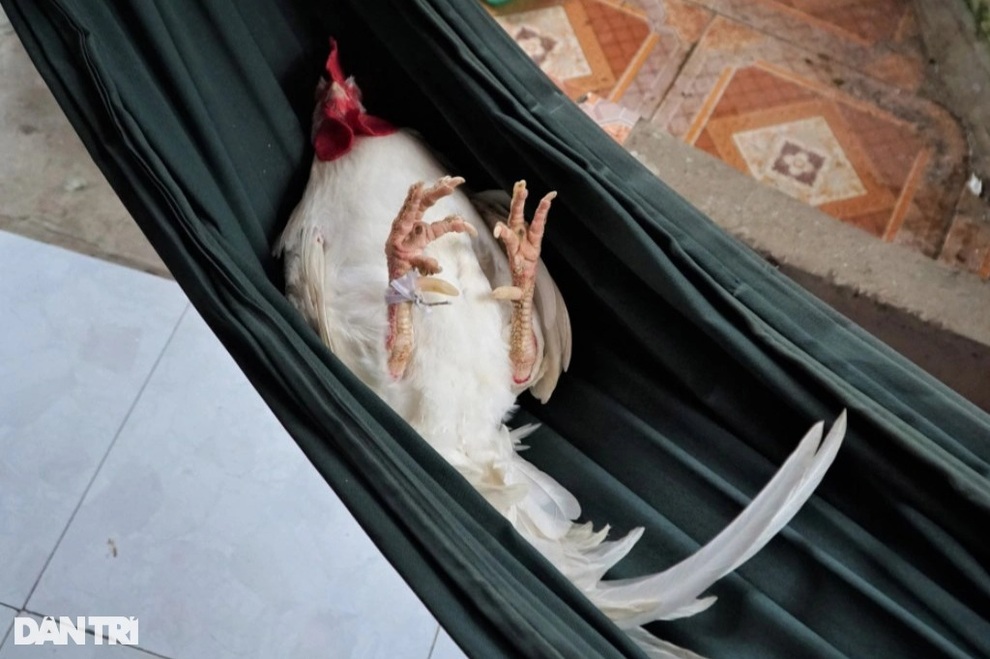 Thú vị chú gà không ăn thóc, thích ngủ võng ở Đồng Tháp - 1 Thú vị chú gà không ăn thóc, thích ngủ võng ở Đồng Tháp - 1