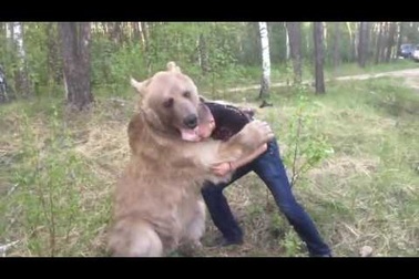 Chàng trai Nga chơi đùa với gấu