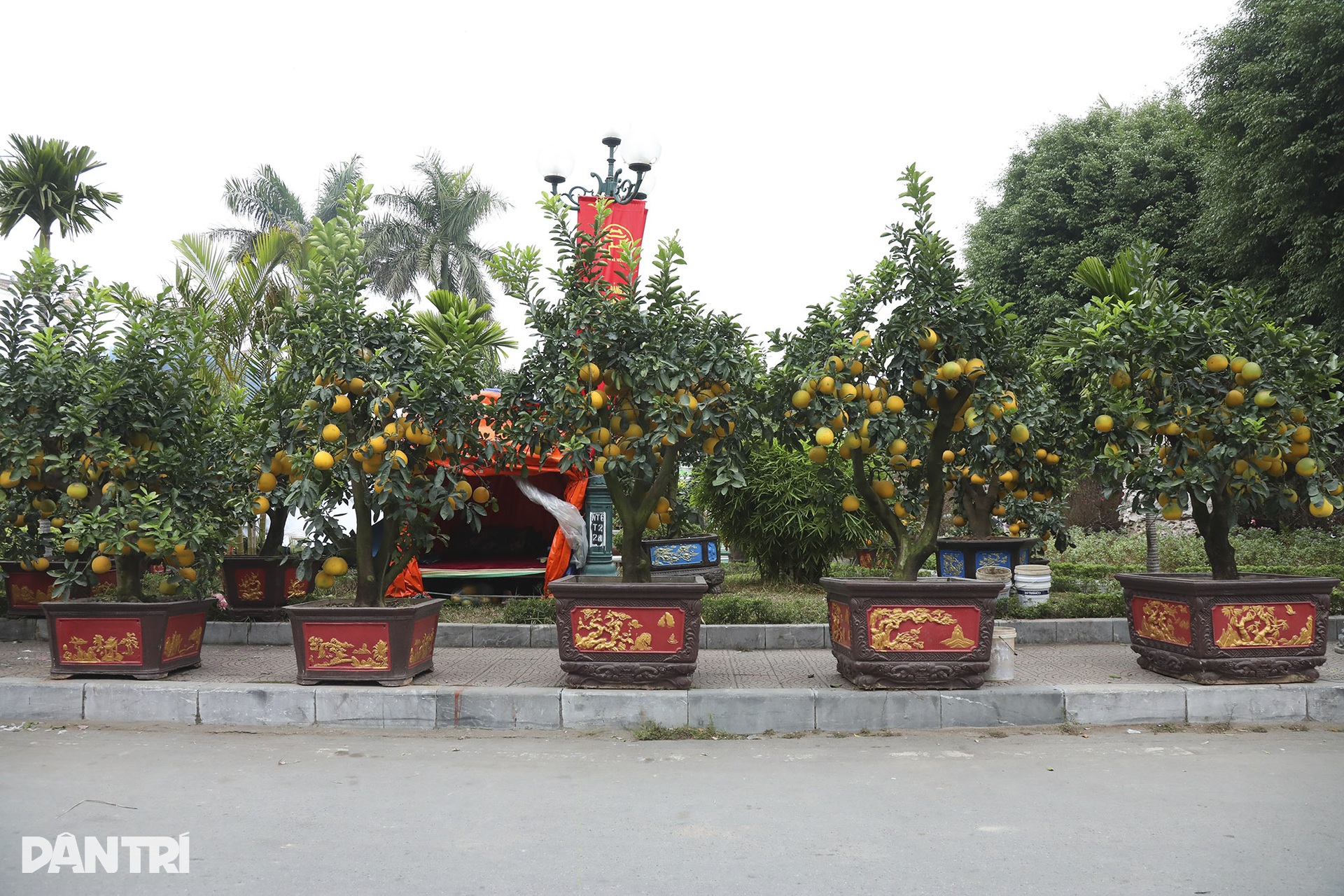 Nhộn nhịp người mua sắm tại chợ hoa tết đường Lạc Long Quân - 9 Nhộn nhịp người mua sắm tại chợ hoa tết đường Lạc Long Quân - 9