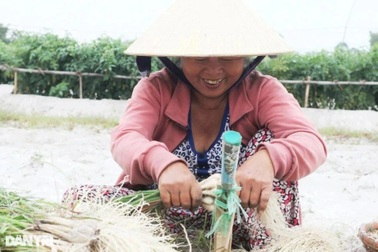 Giá kiệu tết tăng, nông dân bỏ túi hàng chục triệu tiền lãi mỗi sào