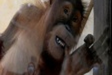 Đười ươi ở sở thú phát khóc vì nhớ du khách