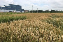 Bắc Giang: Đốt lò làm chết lúa, Công ty Thạch Bàn bị yêu cầu bồi thường khẩn cấp cho dân