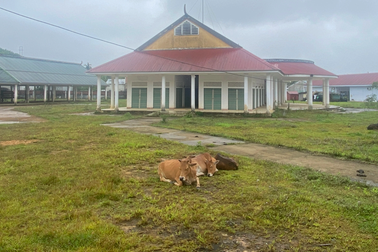 Chợ hơn 9,3 tỷ đồng ở huyện nghèo biên giới thành nơi chăn bò