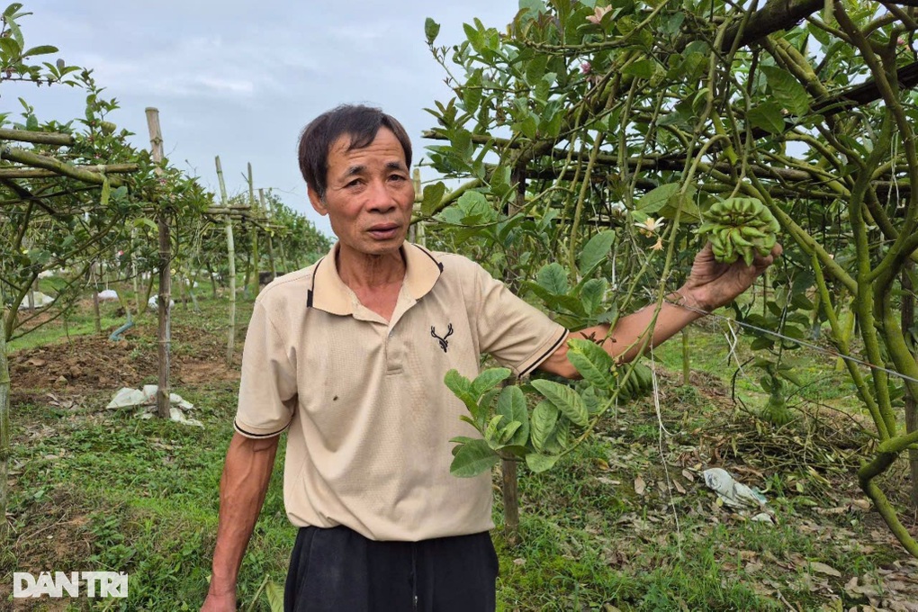 Rời Thủ đô về quê vợ khởi nghiệp với loại quả giống “bàn tay Phật”