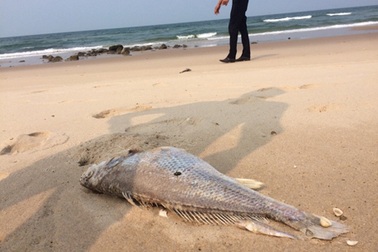 Phó Thủ tướng yêu cầu điều tra làm rõ nguyên nhân cá chết hàng loạt