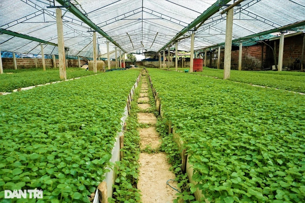 Lão nông mang rau dại về trồng, bất ngờ thu nhập cao - 11 Lão nông mang rau dại về trồng, bất ngờ thu nhập cao - 11