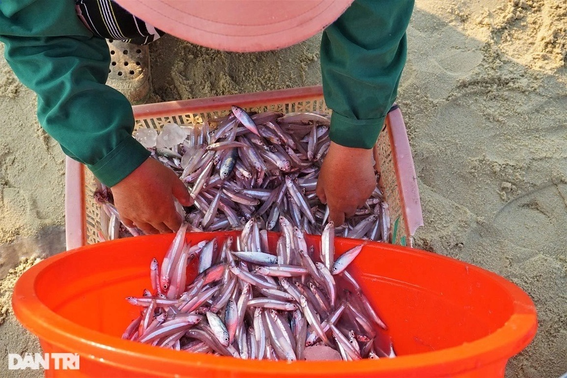 Trúng đậm những mẻ cá tí hon, ngư dân kiếm tiền triệu sau vài giờ ra khơi - 12 Trúng đậm những mẻ cá tí hon, ngư dân kiếm tiền triệu sau vài giờ ra khơi - 12