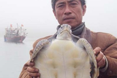 Một ngư dân thả đồi mồi quý hiếm về biển