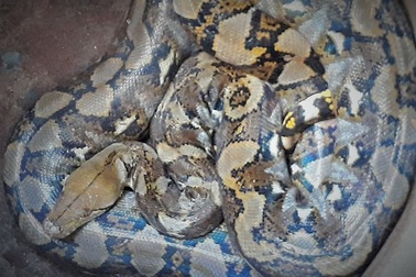 Bắt được con nưa 9 lỗ mũi, dân hoảng sợ thả về rừng