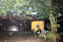 "Đại lão sưa" 400 năm tuổi bị chặt trộm cành giữa đêm bão 