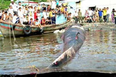 Một con cá lạ nặng hơn 4 tấn dạt vào bờ