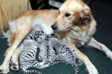 Chó mẹ nhận 3 hổ con làm con nuôi