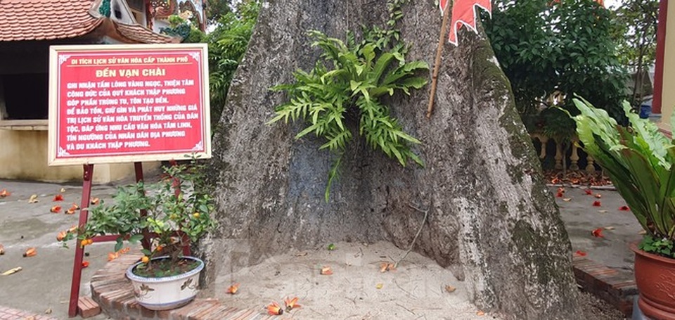 Trầm trồ vẻ đẹp 5 gốc gạo cổ thụ độc đáo ở Đồ Sơn - 6 Trầm trồ vẻ đẹp 5 gốc gạo cổ thụ độc đáo ở Đồ Sơn - 6