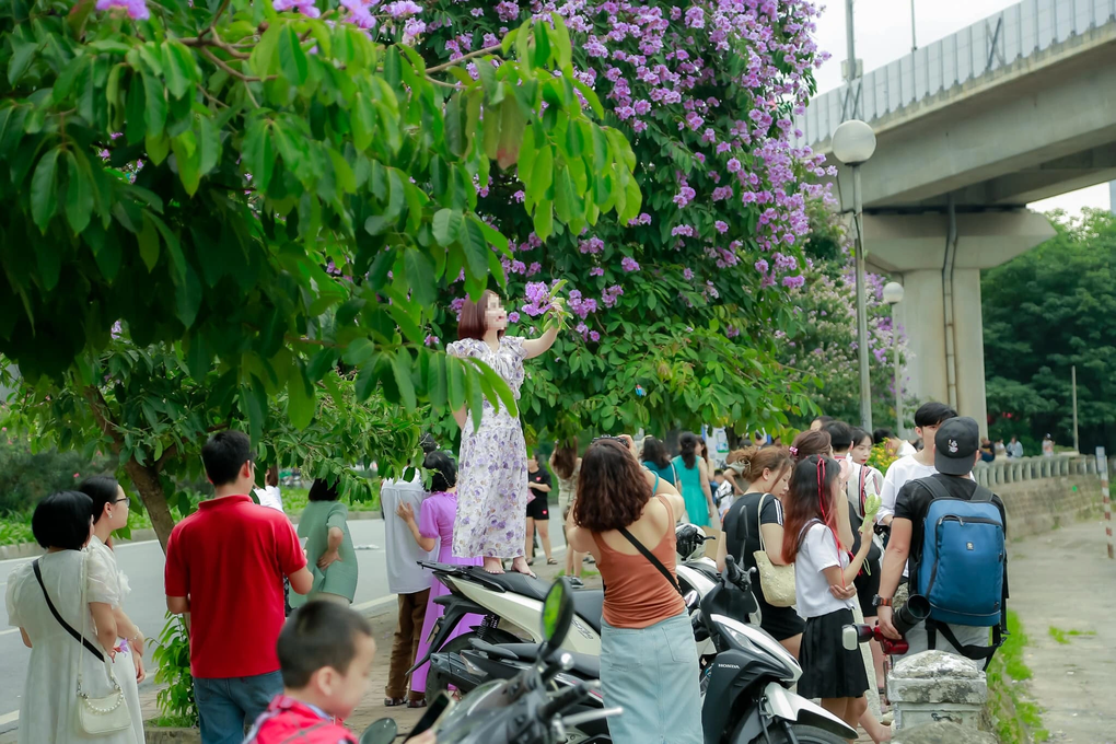 Các nàng thơ đứng lên yên xe máy, trèo lan can… săn ảnh đẹp với bằng lăng - 2