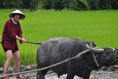 Khách Tây thích thú với tour “đi cày đi cấy” ở Hội An