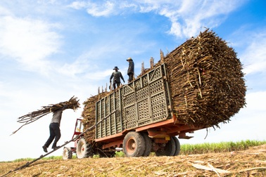 Thuế phòng vệ thương mại: Giải pháp cấp bách đảm bảo an ninh lương thực lâu dài cho quốc gia